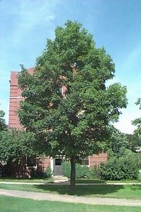 Sugar Maple, West Virginia's State Tree