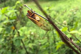 cicada on twig