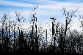Large trees grow amidst power lines in a rural area. The blue sky is full of wispy clouds above them. 