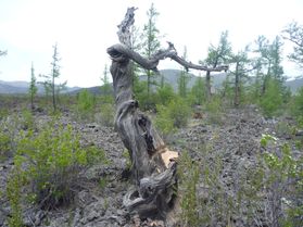 A dead tree in the foreground of a scrub woodland