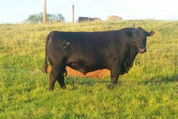 Angus bull in a field