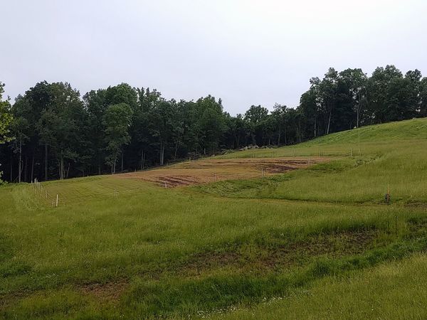 Picture of an open pasture that's been recently seeded for a WVU research project. The pasture is full of green grasses and freshly tilled dirt. There is a wooded area long the background of the photo. 