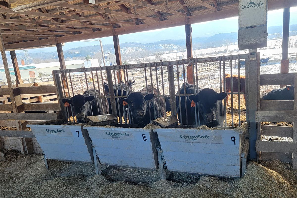 A photograph of cows in stalls at an agricultural facility. 