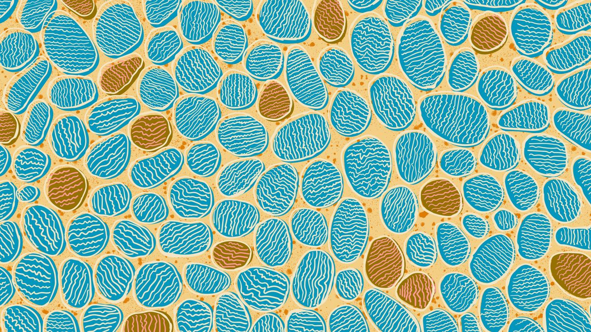 An illustration showing mitochondria in a heart cell. The cells are aqua and orange depending on the type of cell. The background behind the cell types is beige. 