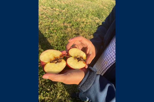 WVU professor showing an apple cut in half that has been infested with pests. The researcher, Carlos Quesada, is hoping to teach growers alternative ways to address pests in their crops. 
