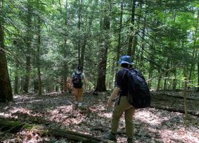 Two WVU students hike through the lush green Furnow Experimental Forest for a research project. Both are wearing backpacks. 