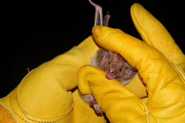 a vampire bat held between yellow gloved hands