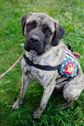 photo of brindle dog in service vest 