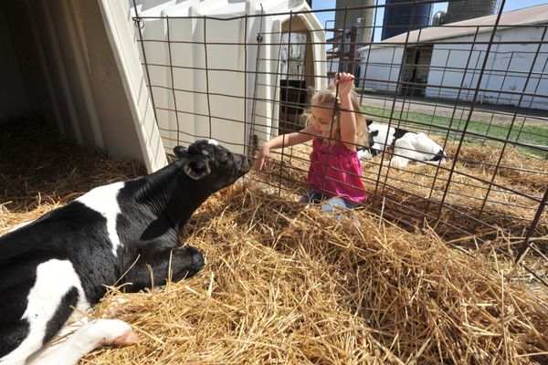 Girl investigates cow at Kiddie Days