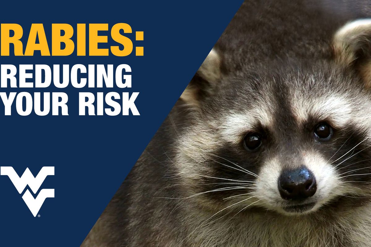 Rabies Risk graphic with photo of raccoon
