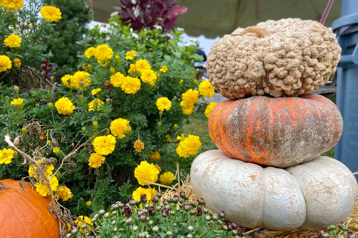 Mums and pumpkins posed