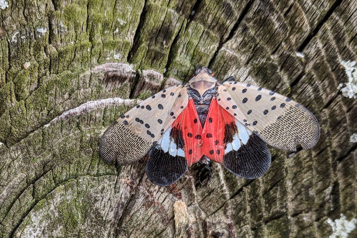 A spotted lanternfly rests on a tree. The striking insect has red, white, black and tan spotted wings, and can be easily identified. 