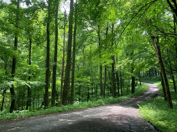 A photograph showing a winding road in the Fernow Experimental Forest in Tucker County, West Virginia. The tall trees on either side of the road are full of green leaves. 