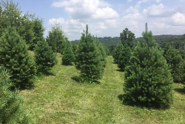 trimmed evergreen trees in rows