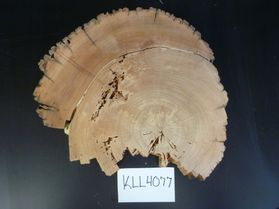 A slice of wood shows tree rings