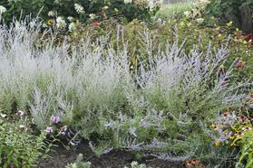 A pollinator garden with a variety of flowering plants. 