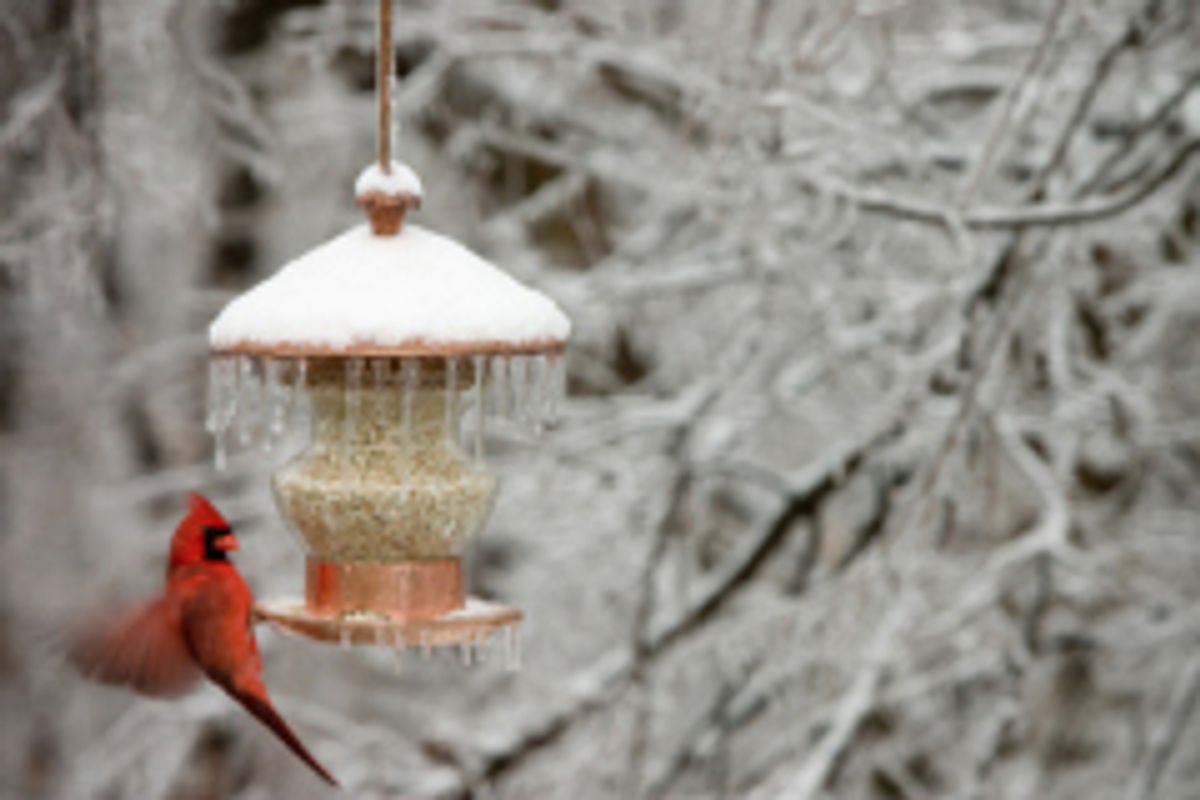 Cardinal at the bird feeder