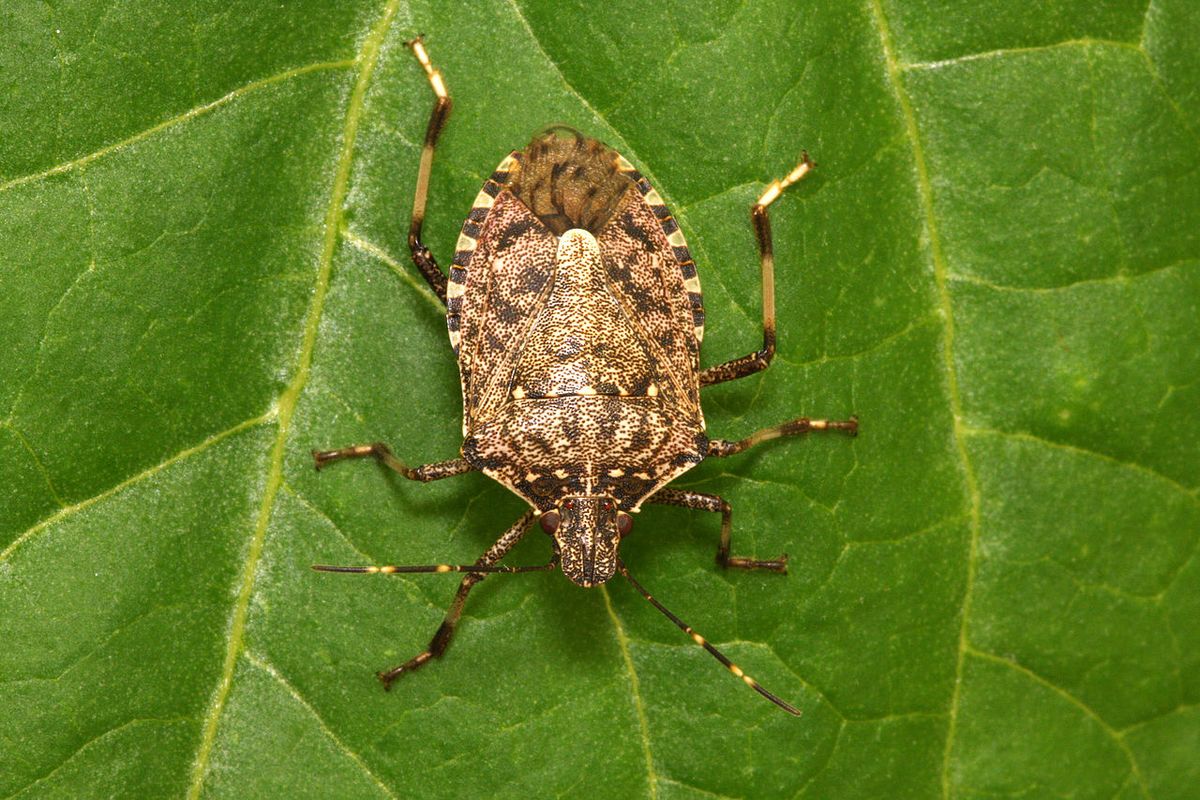 An up close photograph of the brown marmorated stink bug. It is pictured on top of a bright green leaf.