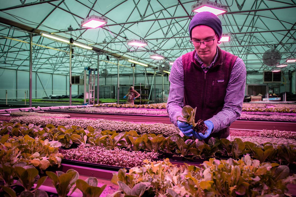 Man tends to plants in a greenhouse.