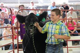 A boy shows a Black Angus cow in front of an audience