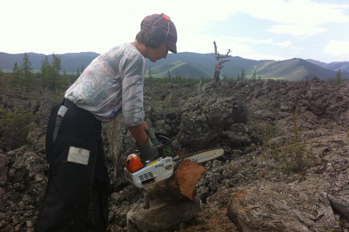 A woman cuts a tree with a chainsaw