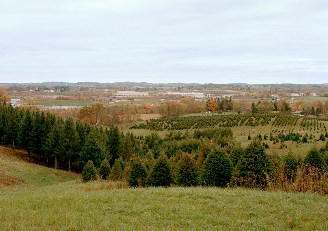 A picture of a Christmas tree farm I summer. 