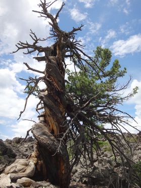 Siberian pine tree with spiral growth growing on the Uurgat Lava field in Mongolia
