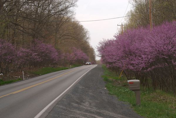 An image of a rural road in West Virginia. There are trees lining both sides of the road full of purple blooms and one car off in the distance. 