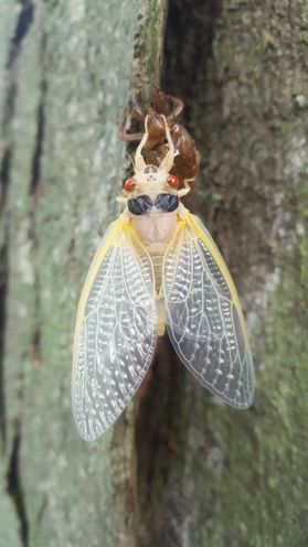 A view from above of a cicada emerging from its exoskeleton on a tree. The insect has large red eyes and translucent wings. 