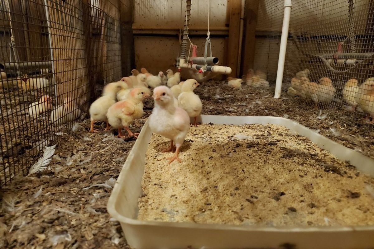 WVU Today | WVU research promotes healthier poultry and environment - WVU Today