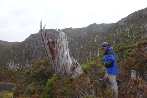 woman stands by dead tree stump amid dozens of dead tree stumps on a mountain