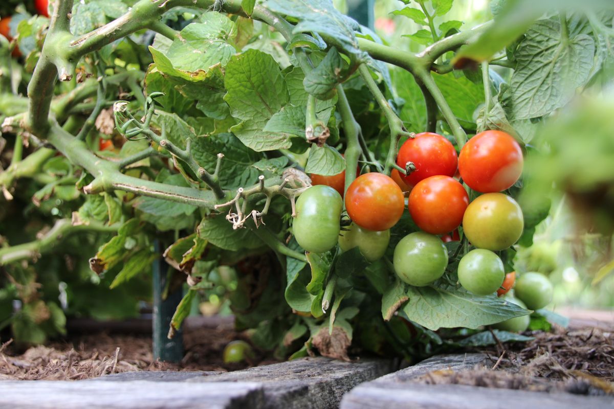 photo of ripe, ripening and green tomatoes on the vine