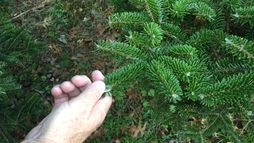 Right hand holds evergreen branch