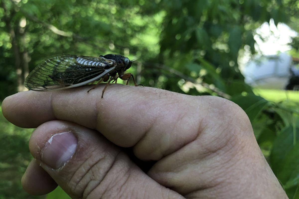 cicada with blue eyes sits on a folded hand