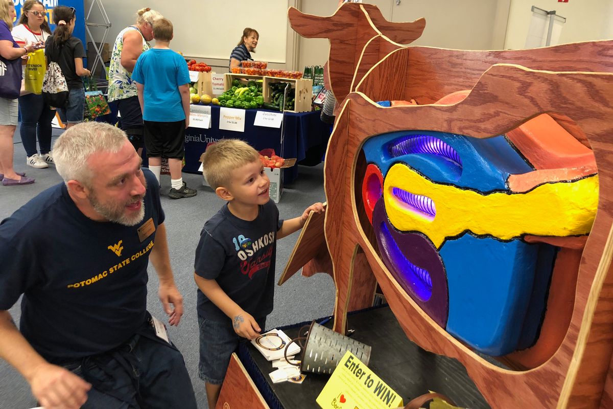 Young fairgoer learns about a cow’s digestive system from a WVU volunteer.