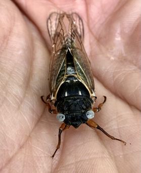 cicada in a palm 