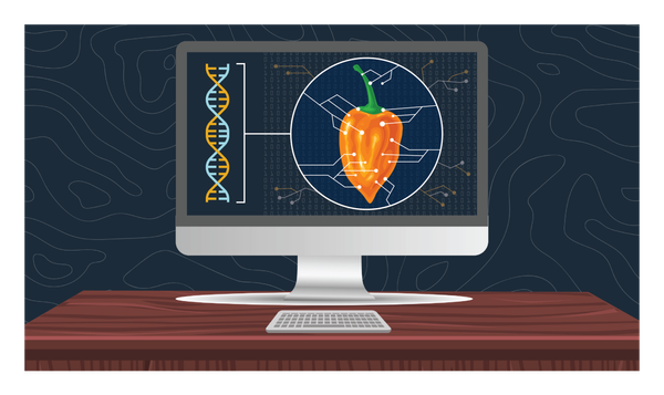 An illustration showing an orange habanero pepper diagram and the pepper's genetic double helix on a computer screen that is sitting on top of a brown, wooden desk. 