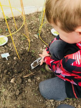 small boy plants a seed in a garden