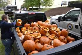 Many smashed pumpkins in the bed of a black truck.
