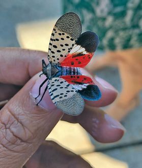A spotted lanternfly with its striking red, tan and black wings is shown here resting on a hand.