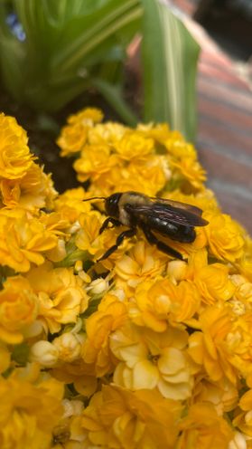 A close up photograph of a bee resting on a cluster of bright yellow flowers. 