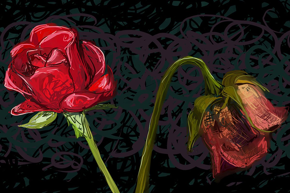 blooming rose, dying rose 
