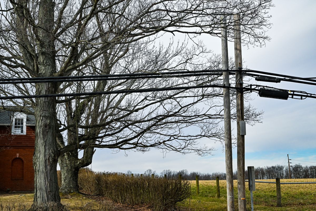 Large trees grow near power lines in a rural area. 