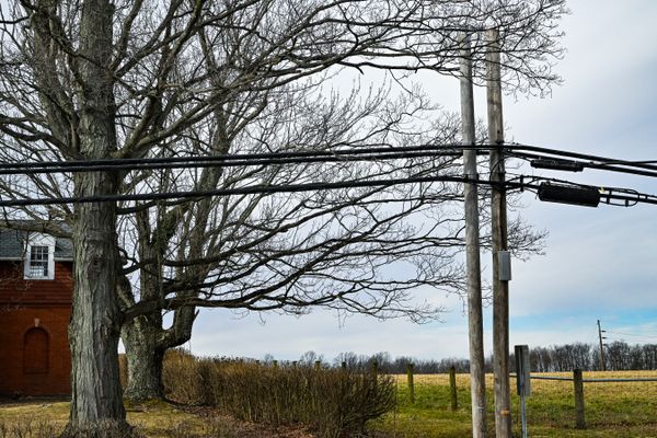 Large trees grow near power lines in a rural area. 