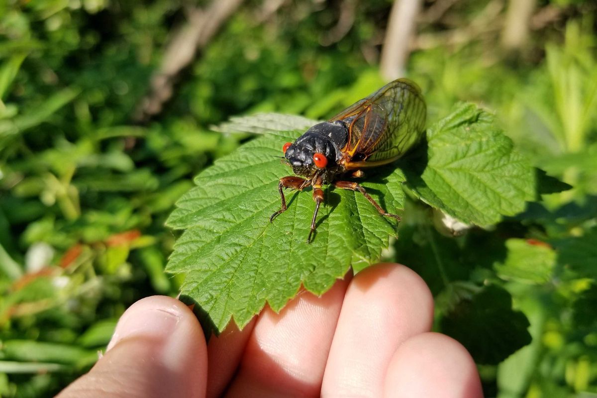 Brood IX periodical cicada
