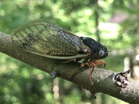 cicada on a tree limb