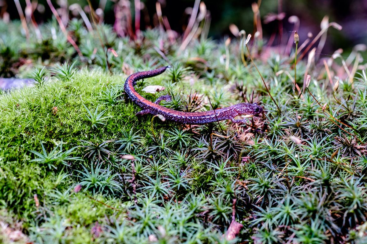 Salamander on moss.
