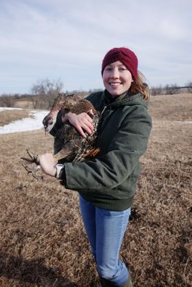 Former WVU graduate student Reina Tyl holds a wild turkey hen for fitting with a radio transmitter. Tyl is standing in the middle of the field and is wearing jeans, a green sweatshirt and a maroon hat. 