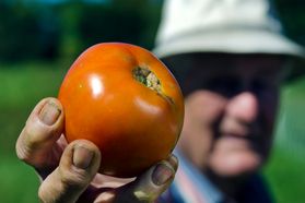 Mannon Gallegly poses in a field holding a tomato in his hand. His face is blurred in the picture put his hands and fingers with garden dirt under his nails are in sharp focus. 