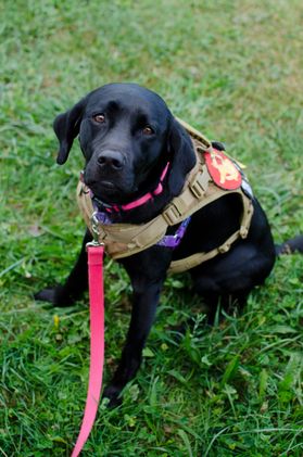 Photo of black dog is service dog vest with red leash